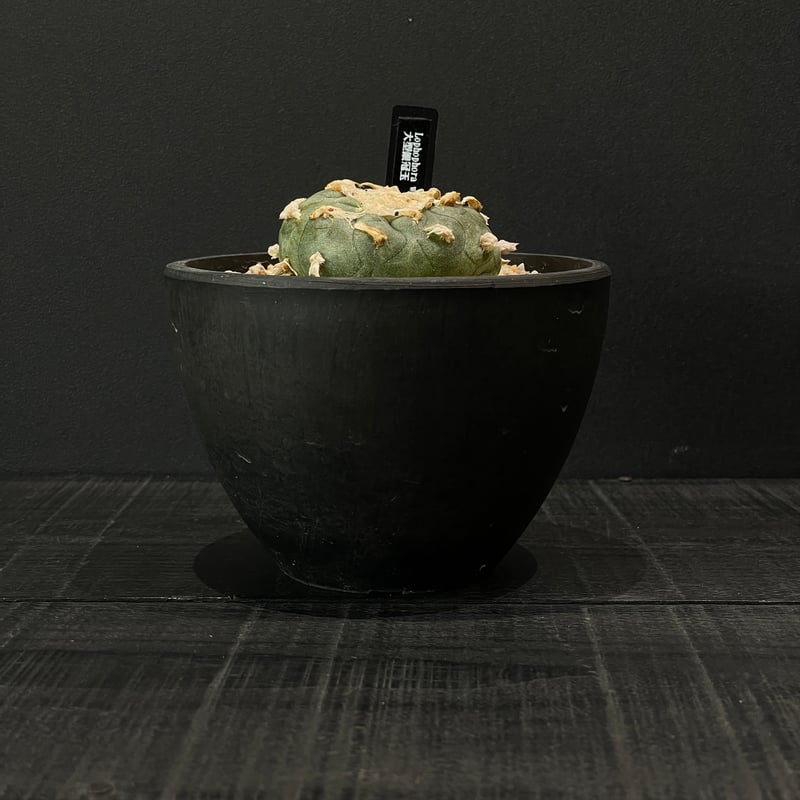 サボテン ロフォフォラ 大型銀冠玉 × BLACK PLASTIC POT | 最終的に