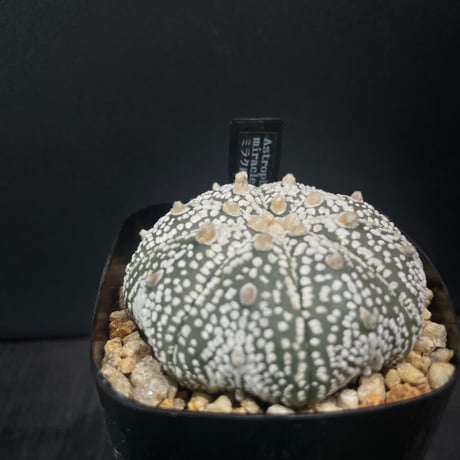 アストロフィツム | STORES