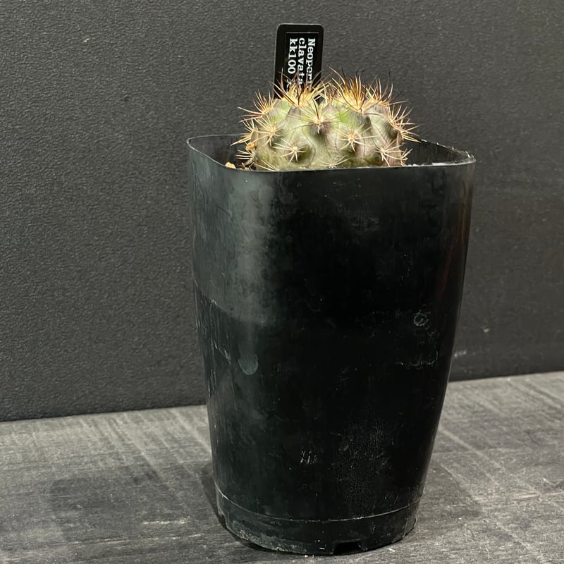 サボテンダー 𝗘 𝗰 𝗵 𝗶 𝗱 𝗻 𝗮 𝗝 𝗶 𝗻 | サボテンとサボ天使👼 | Instagram