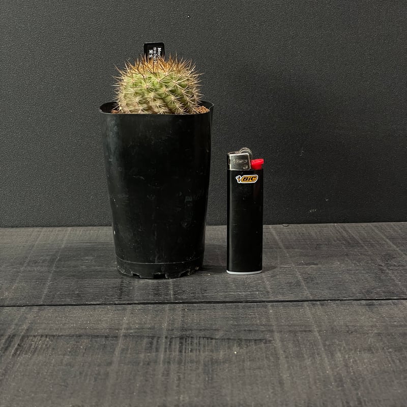 サボテン エリオシケ（旧ネオポルテリア) サブギボサ × プラ鉢 | 最終