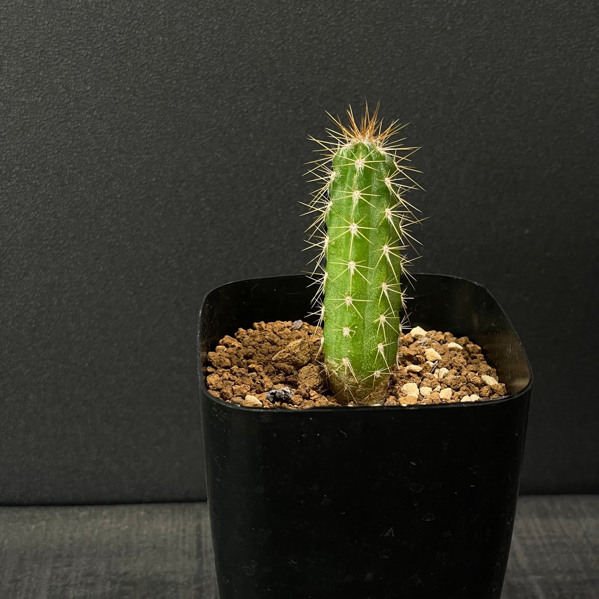 サボテン ピロソケレウス グラウケスケンス × プラ鉢 | 最終的に