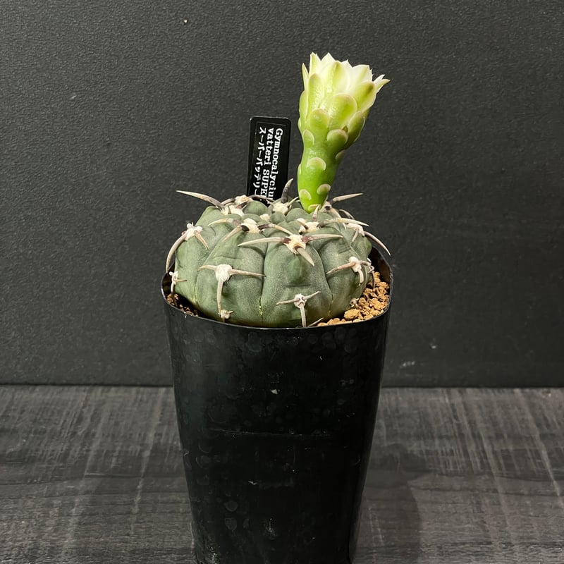 サボテン ギムノカリキウム スーパーバッテリー × プラ鉢 | 最終