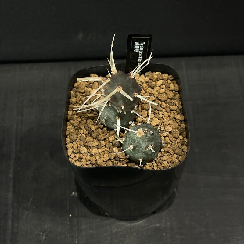 サボテン テフロカクタス 武蔵野 × プラ鉢 | 最終的にサボテン