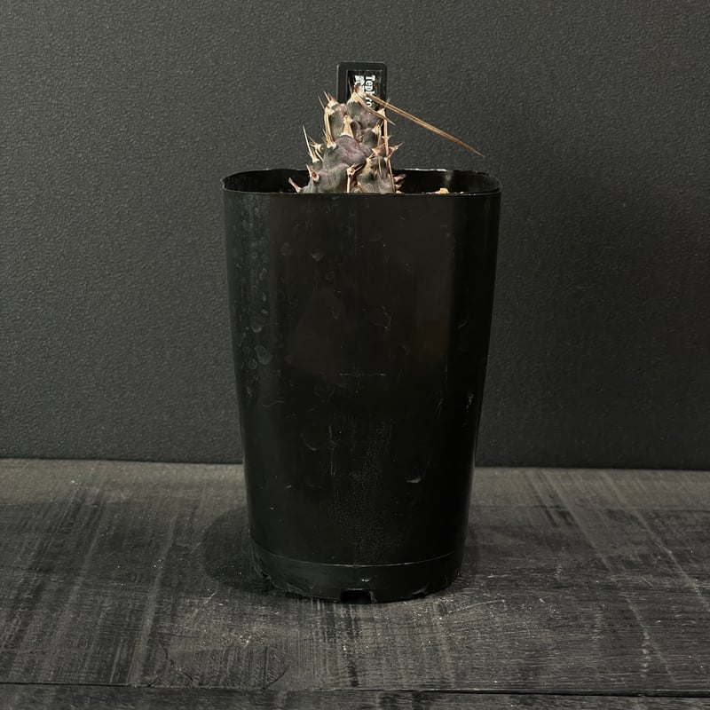 サボテン テフロカクタス 武蔵野 × プラ鉢 | 最終的にサボテン