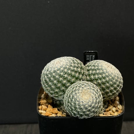 ドライガーデン | STORES