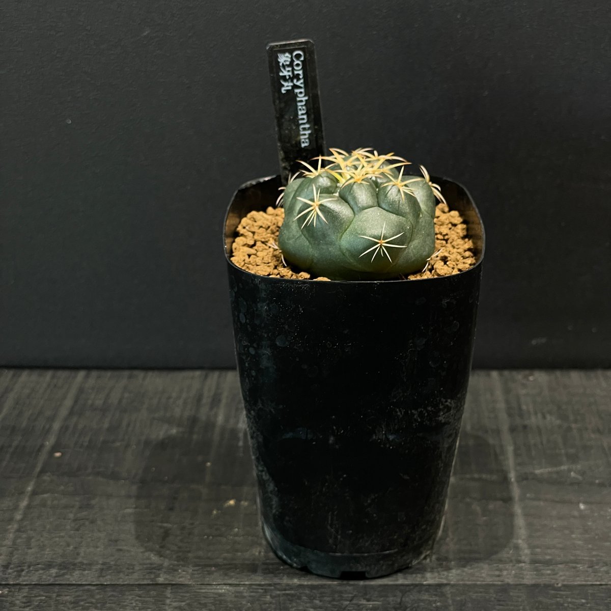 サボテン コリファンタ 象牙丸 × プラ鉢 | 最終的にサボテン