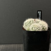 サボテン ギムノカリキウム 黒刺鳳頭（接ぎ降ろし） × BLACK PLASTIC