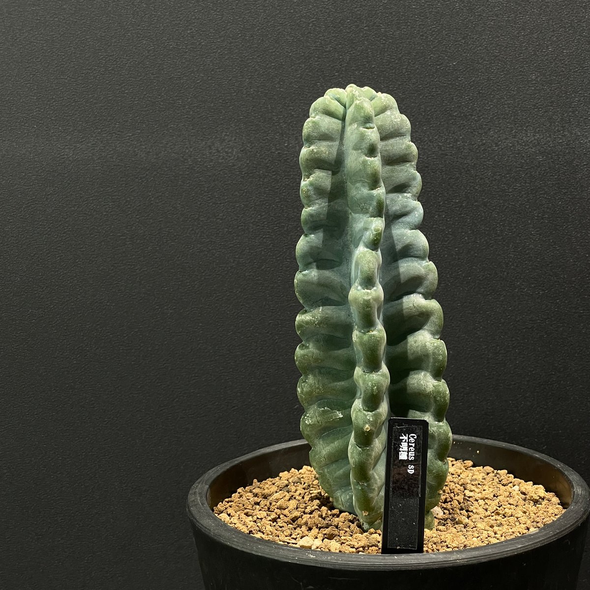 サボテン ケレウス 不明種 × BLACK PLASTIC POT | 最終的にサボテン