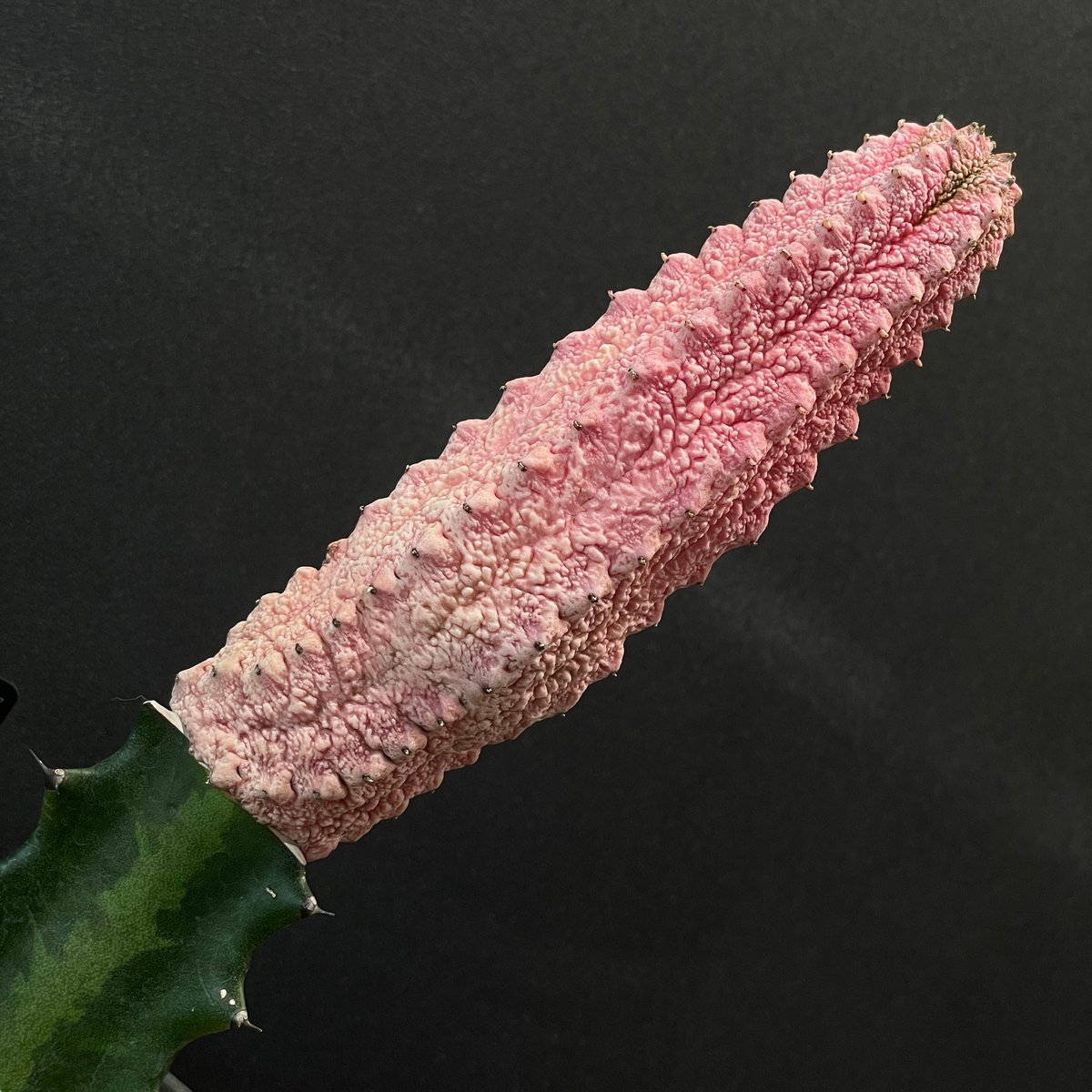 コーデックス ユーフォルビア アブデルクリ ”ダマスク” 接ぎ木 × BLACK