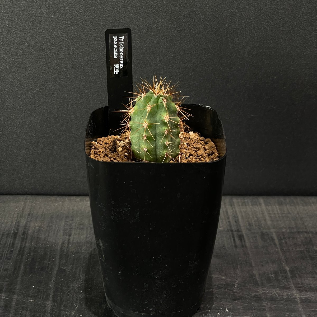 サボテン トリコケレウス 黄鷹 × プラ鉢 | 最終的にサボテン