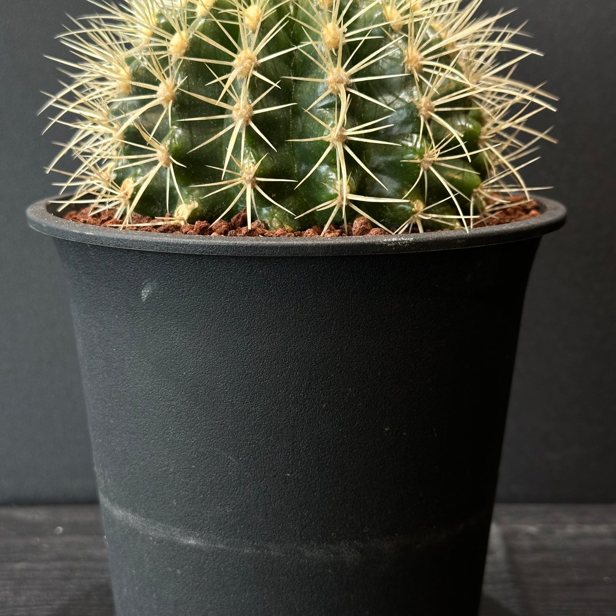 お祝いサボテン】金運サボテン 金鯱 ※ランダム発送 | 最終的にサボテン