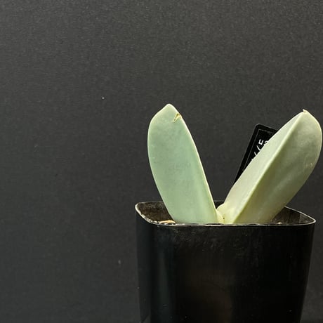 とおる様　確認用　コノフィツム　ブルゲリ　1.7cm以上　10点　S30、31 種子】コノフィツム・ブルゲリ(Conophytum burgeri) の販売 | プラント