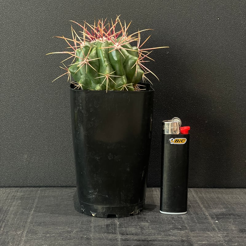 サボテン フェロカクタス 赤鳳 × プラ鉢 | 最終的にサボテン サボテン フェロカクタス 赤鳳 × プラ鉢 | 最終的にサボテン