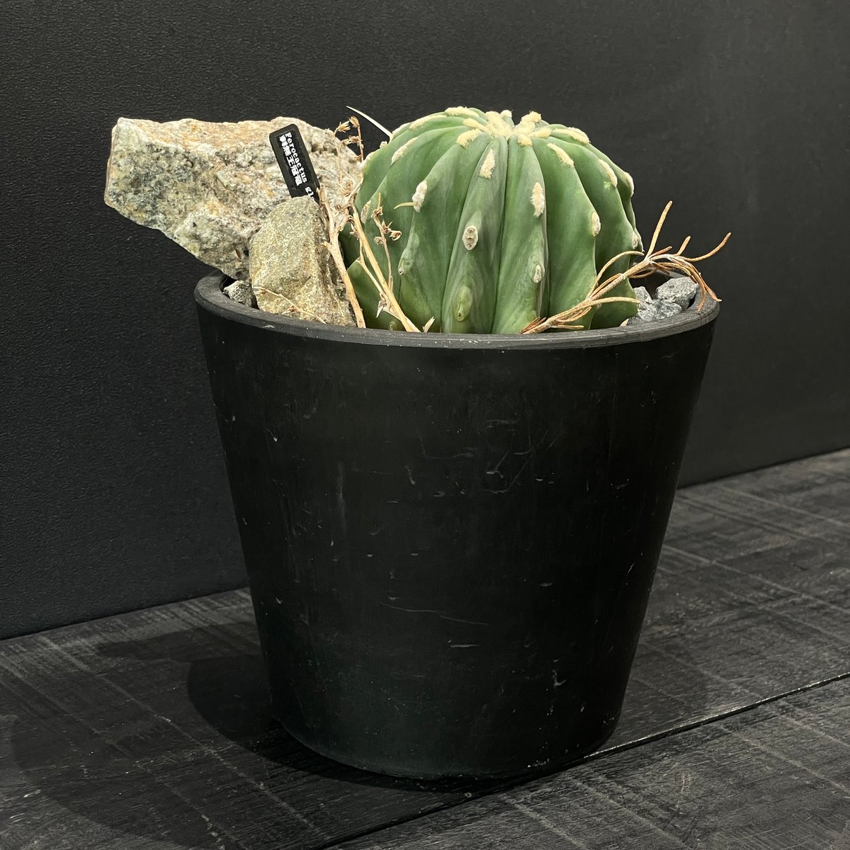 サボテン フェロカクタス 棘無王冠竜 × HABITAT STYLE | 最終的に