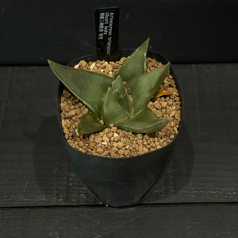 サボテン アリオカルプス 短疣三角牡丹 × プラ鉢 | 最終的にサボテン