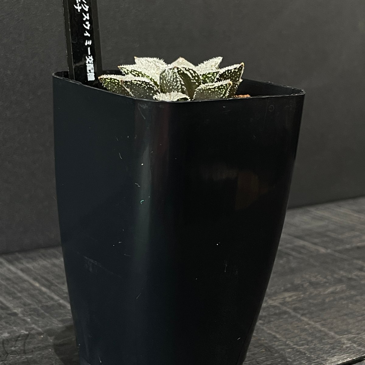 多肉植物 ハオルチア プラチナ × プラ鉢 | 最終的にサボテン