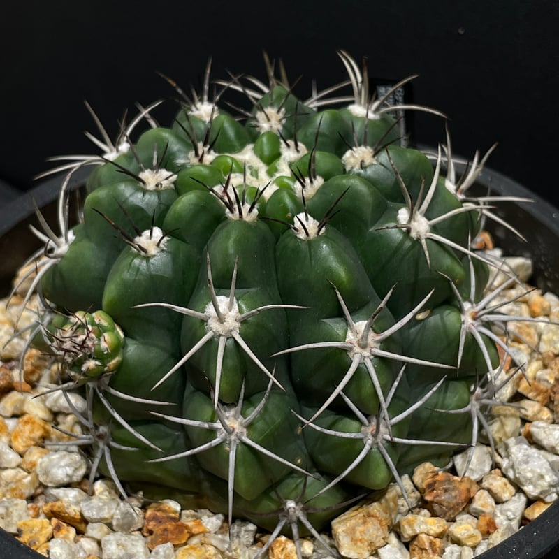 サボテン ギムノカリキウム 黒豹玉 × BLACK PLASTIC POT | 最終的に