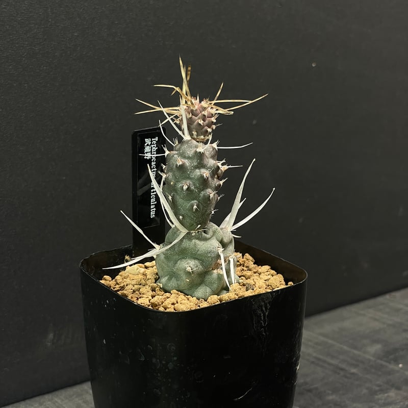 プテロカクタス、テロケファラフルセット＋テフロカクタス２０種おまけ サボテン テフロカクタス 武蔵野 × プラ鉢 | 最終的にサボテン