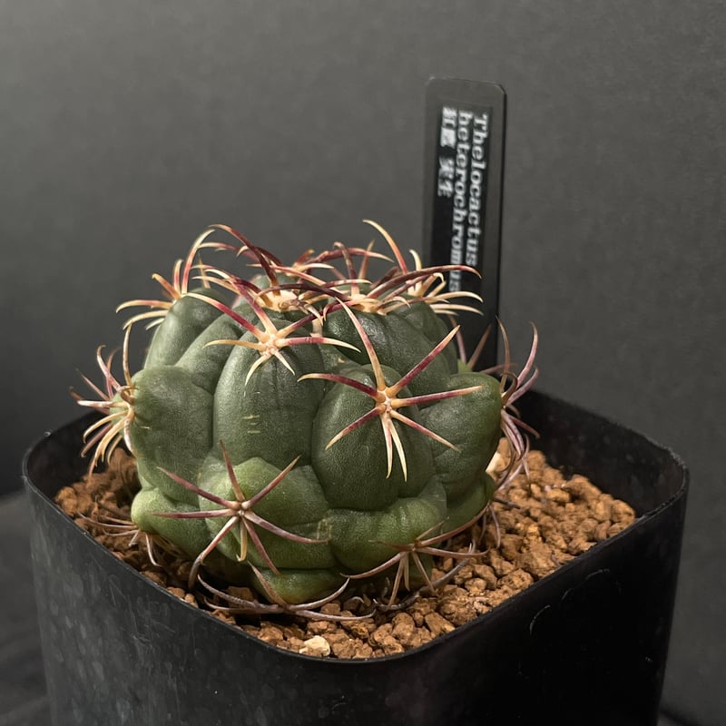 サボテン テロカクタス 紅鷹 × プラ鉢 | 最終的にサボテン オンライン
