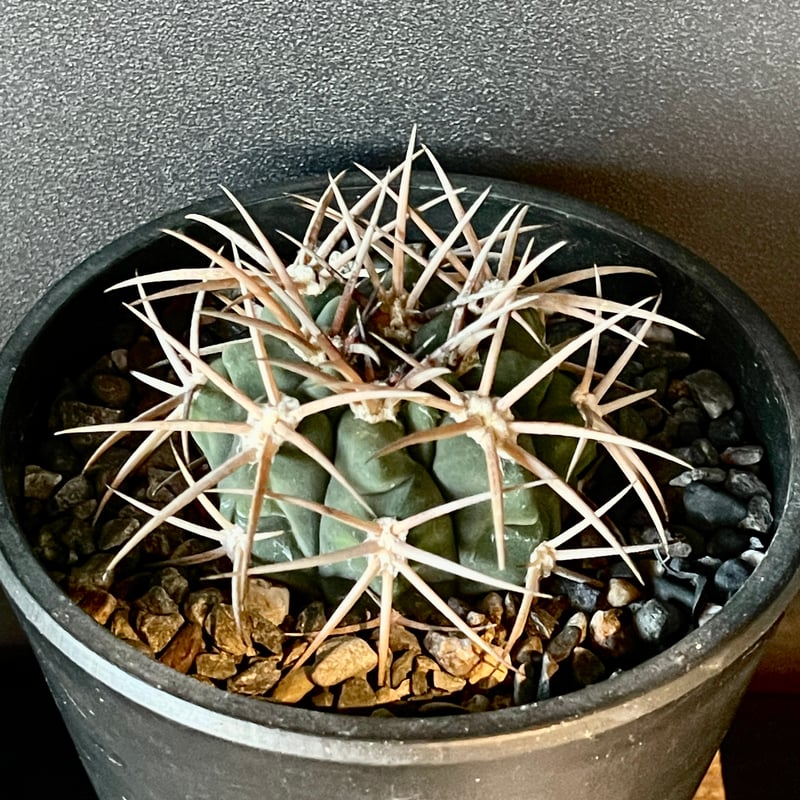 サボテン・ヌーダム　ブランチ　ゴリゴリ サボテン・ヌーダム ブランチ ゴリゴリ 【公式通販】