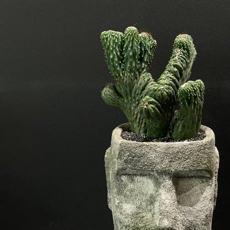 竜神木綴化 | STORES