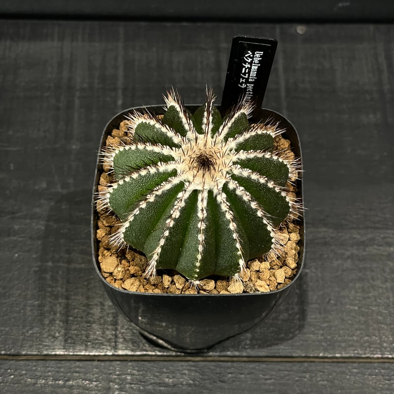サボテン ユーベルマニア ペクチニフェラ × プラ鉢 | 最終的にサボテン
