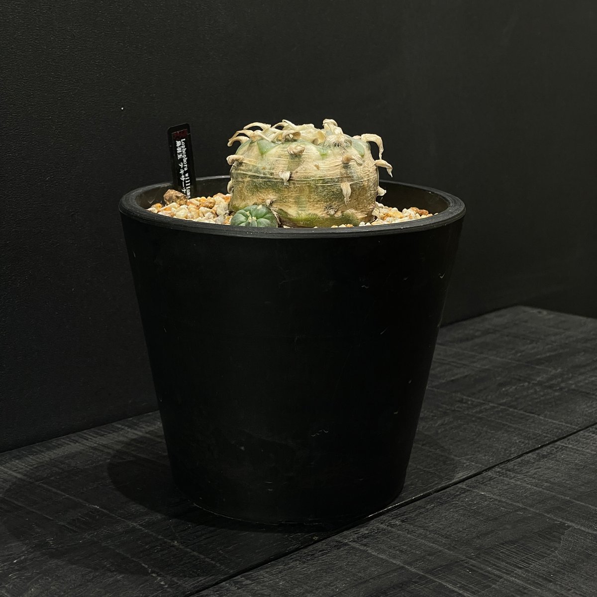 サボテン ロフォフォラ 烏羽玉 テキサーナ × BLACK PLASTIC POT