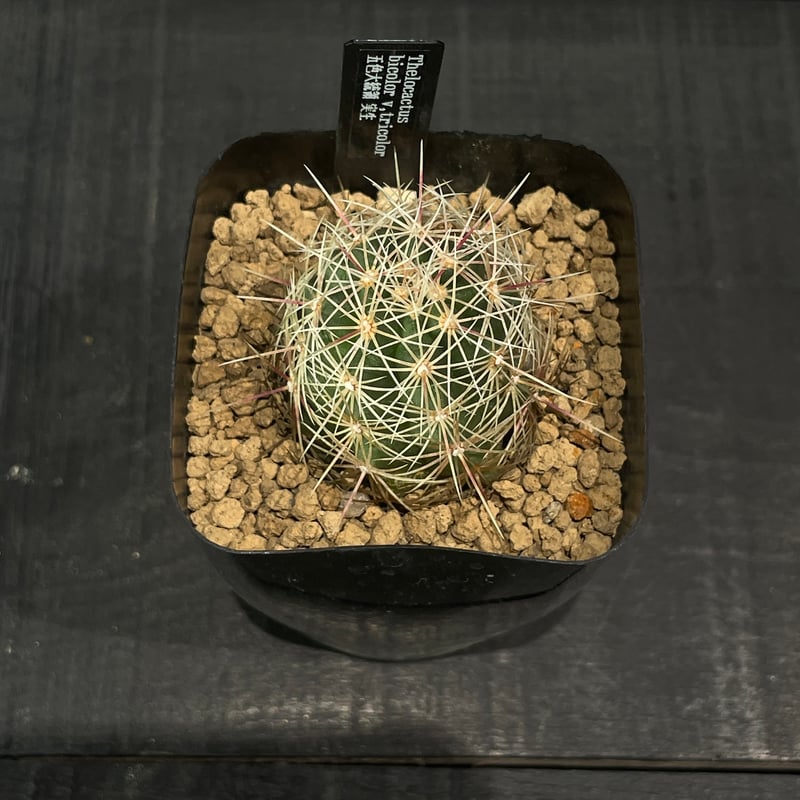 サボテン テロカクタス 五色大統領 × プラ鉢 | 最終的にサボテン