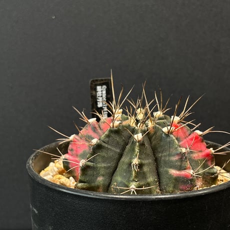 ギムノカリキウム | STORES