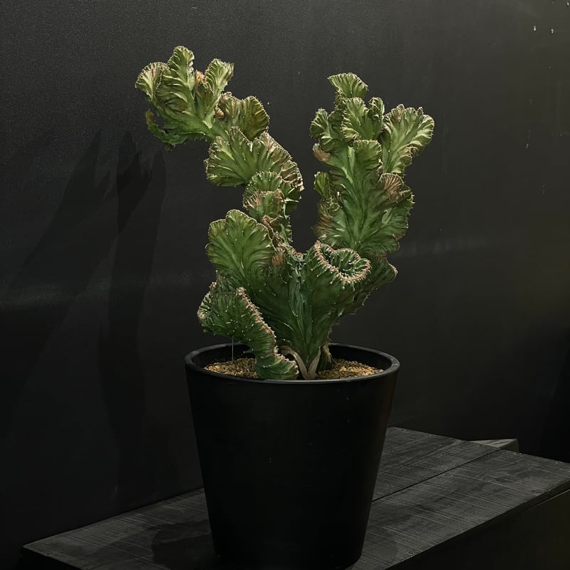 コーデックス ユーフォルビア ラクテア綴化 × BLACK PLASTIC POT