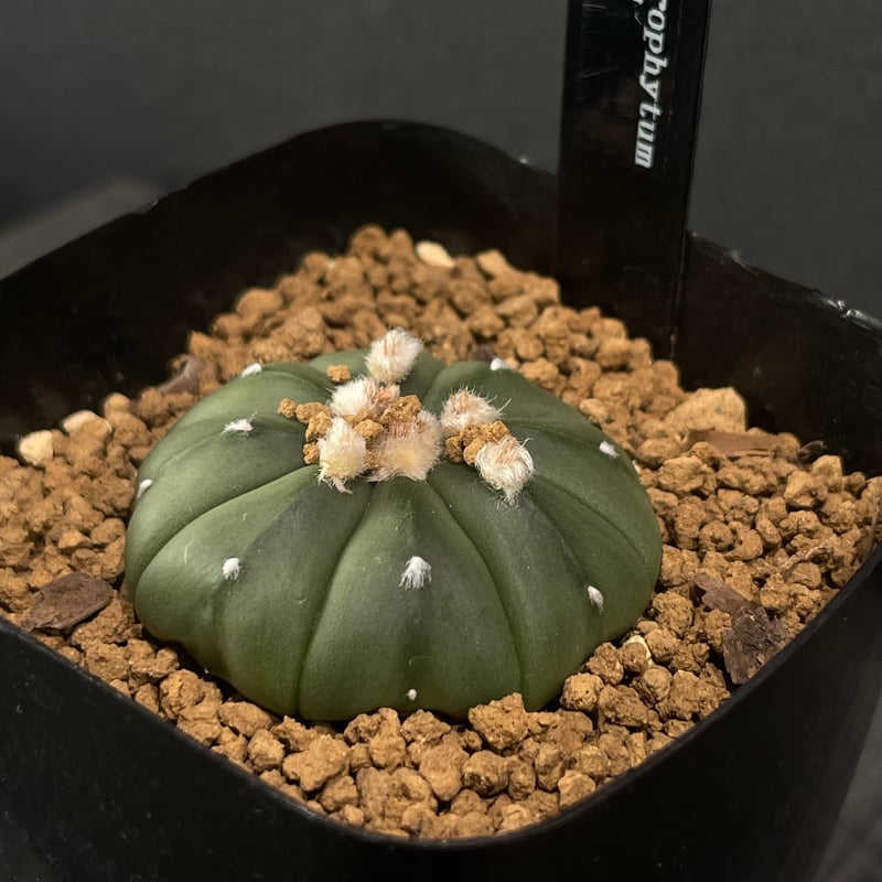 アストロフィツム・螺旋盤石　鉢付き Astrophytum sp. アストロフィツム 盤石 ランポー玉 サボテン