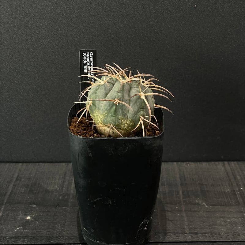 サボテン ギムノカリキウム 天平丸 × プラ鉢 | 最終的にサボテン