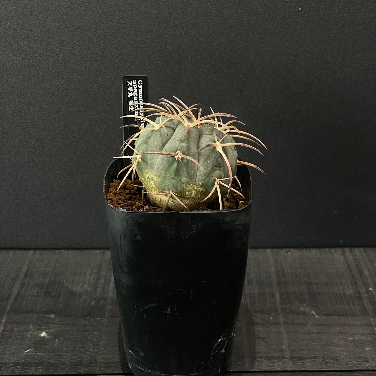 サボテン ギムノカリキウム 天平丸 × プラ鉢 | 最終的にサボテン