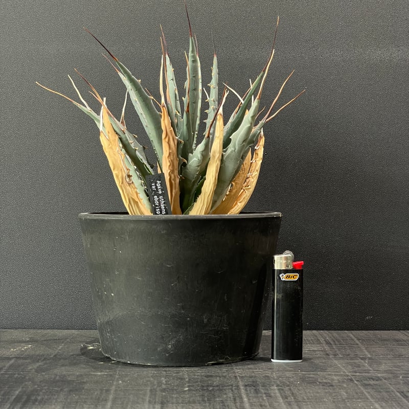 アガベ 中型 エボリスピナ 多肉植物 アガベ エボリスピナ × BLACK PLASTIC POT | 最終的に