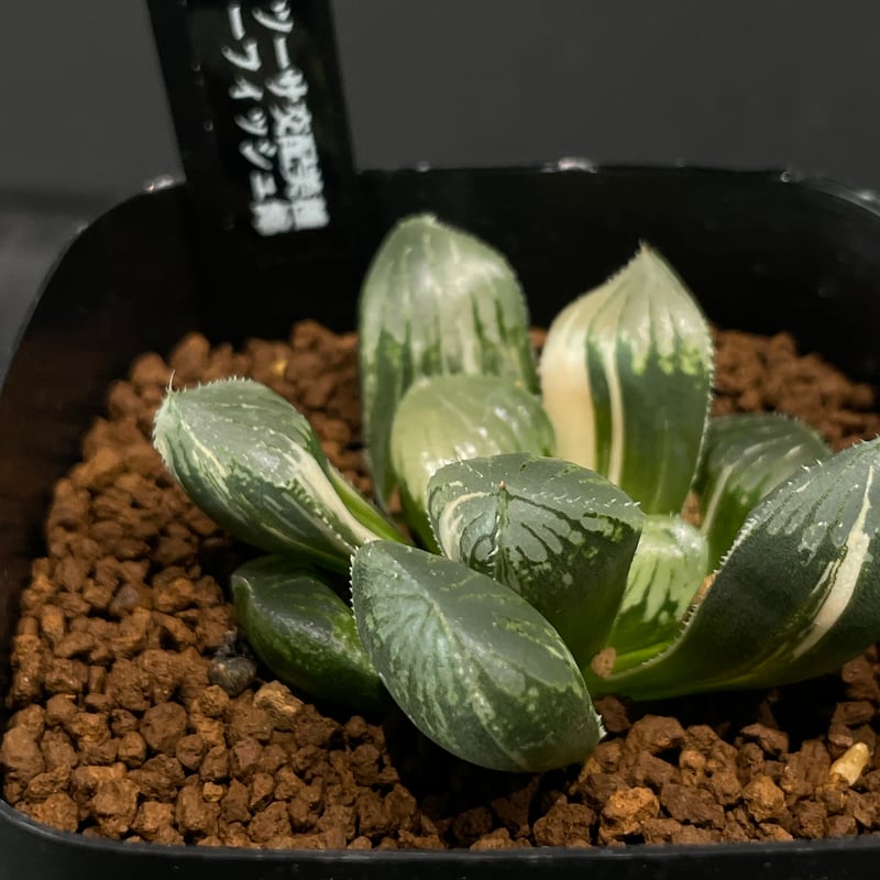多肉植物 ハオルチア ゼリーフィッシュ錦 × プラ鉢 | 最終的にサボテン