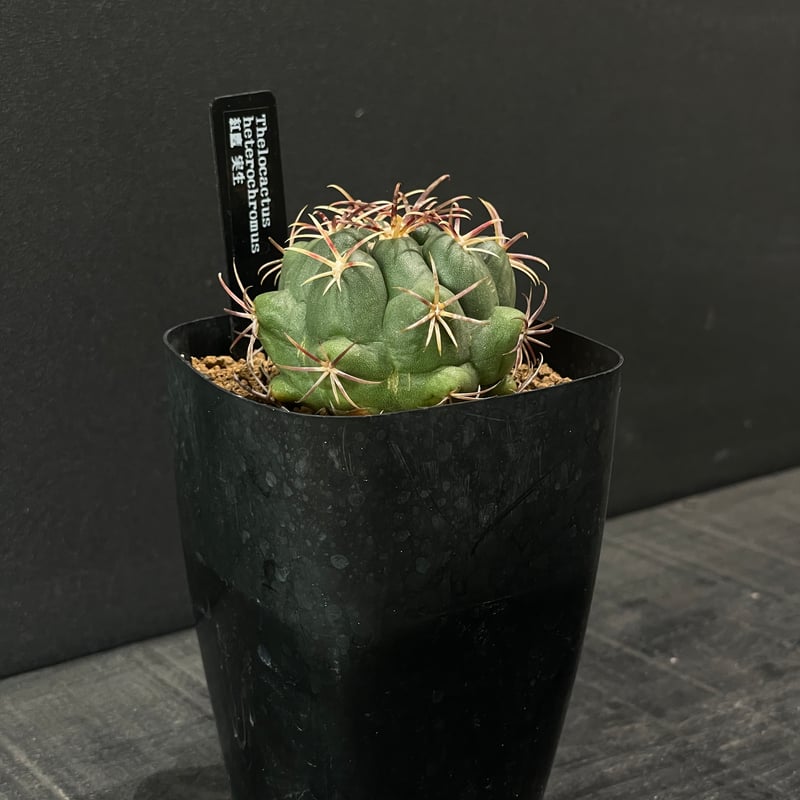 サボテン テロカクタス 紅鷹 × プラ鉢 | 最終的にサボテン オンライン