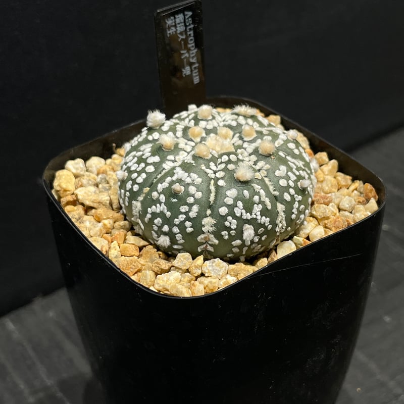 サボテン アストロフィツム 瑠璃スーパー兜 × プラ鉢 | 最終的に