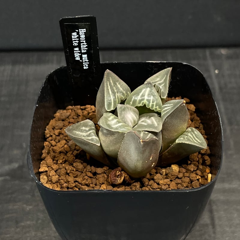 多肉植物 ハオルチア ムチカ whitewidow × プラ鉢 | 最終的にサボテン