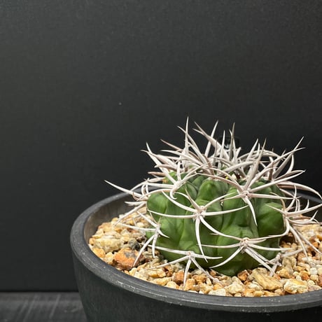 ドライガーデン | STORES