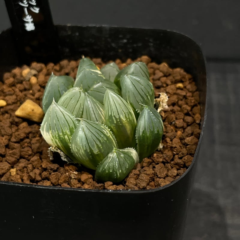 人工観葉植物 165cm 緑 黒鉢 楽天市場】［5号サイズの観葉植物の苗 購入者限定！］サイズピッタリ