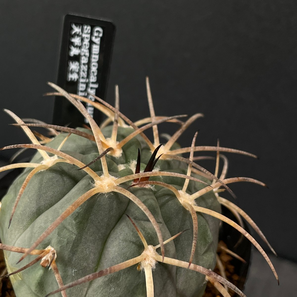 サボテン ギムノカリキウム 天平丸 × プラ鉢 | 最終的にサボテン