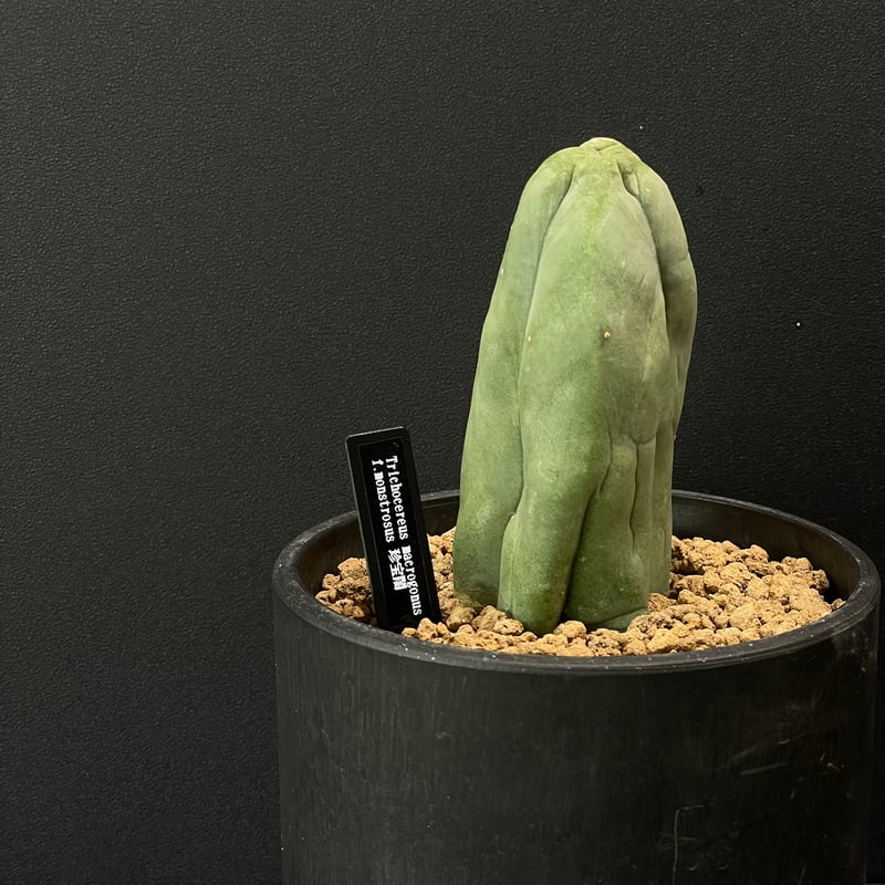 コケシ　巨大　レア　珍品 サボテン トリコケレウス 珍宝閣 × BLACK PLASTIC POT | 最終的