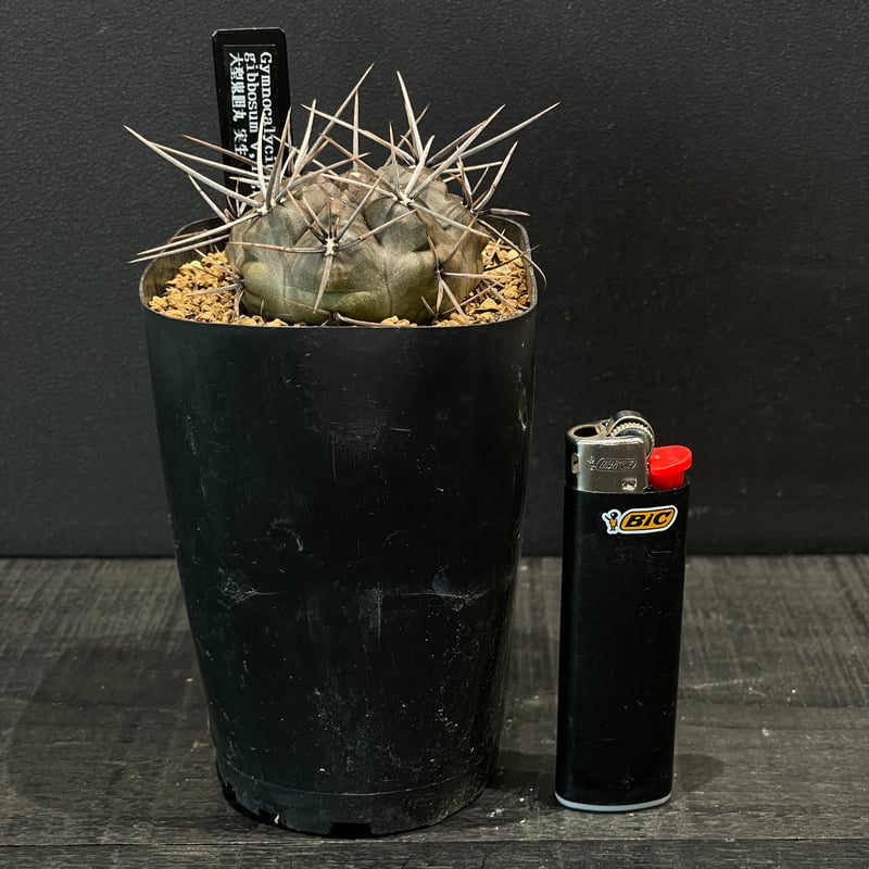 サボテン ギムノカリキウム 大型鬼胆丸 × プラ鉢 | 最終的にサボテン