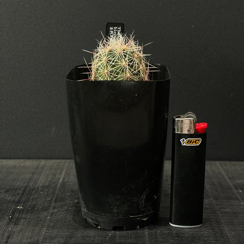 サボテン テロカクタス 五色大統領 × プラ鉢 | 最終的にサボテン