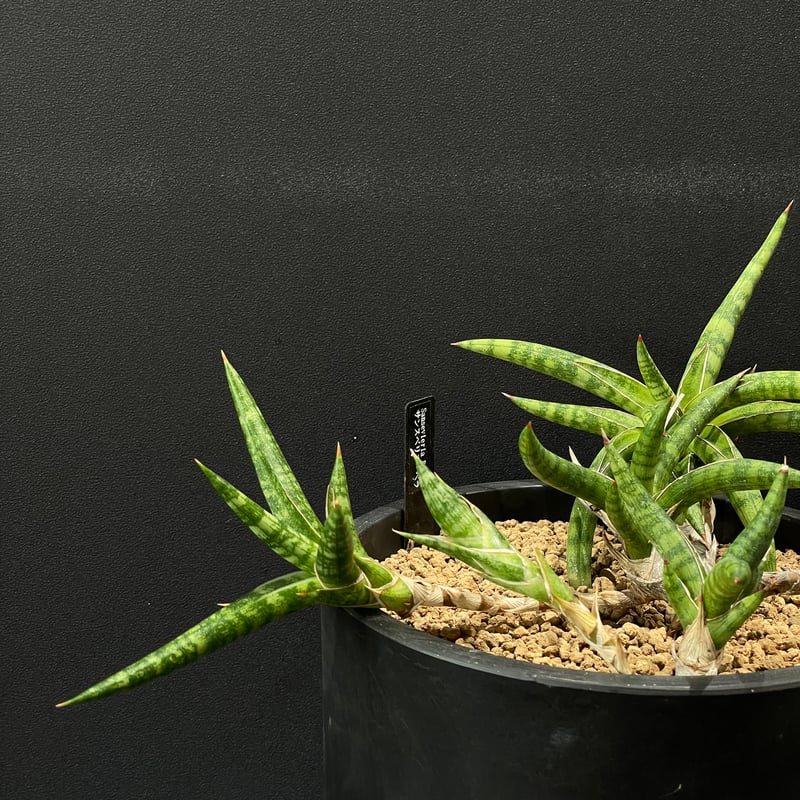 多肉植物 サンスベリア・ベラ × BLACK PLASTIC POT | 最終的にサボテン