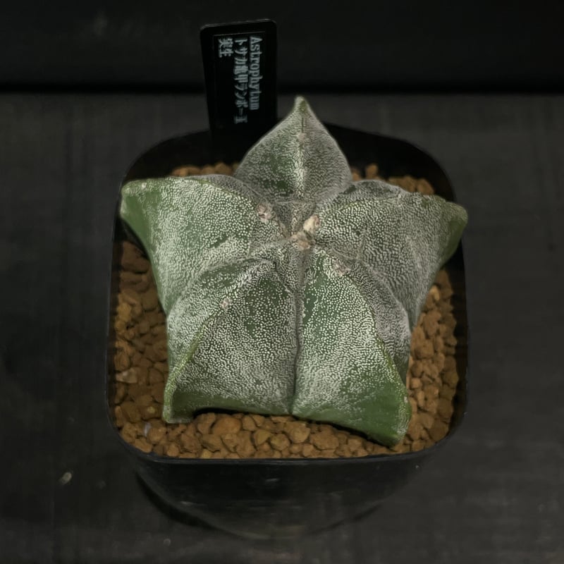 サボテン アストロフィツム トサカ亀甲ランポー玉 × プラ鉢 | 最終的に