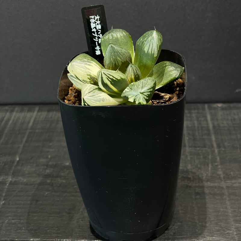 多肉植物 ハオルチア P水晶オブツーサ錦 × プラ鉢 | 最終的に