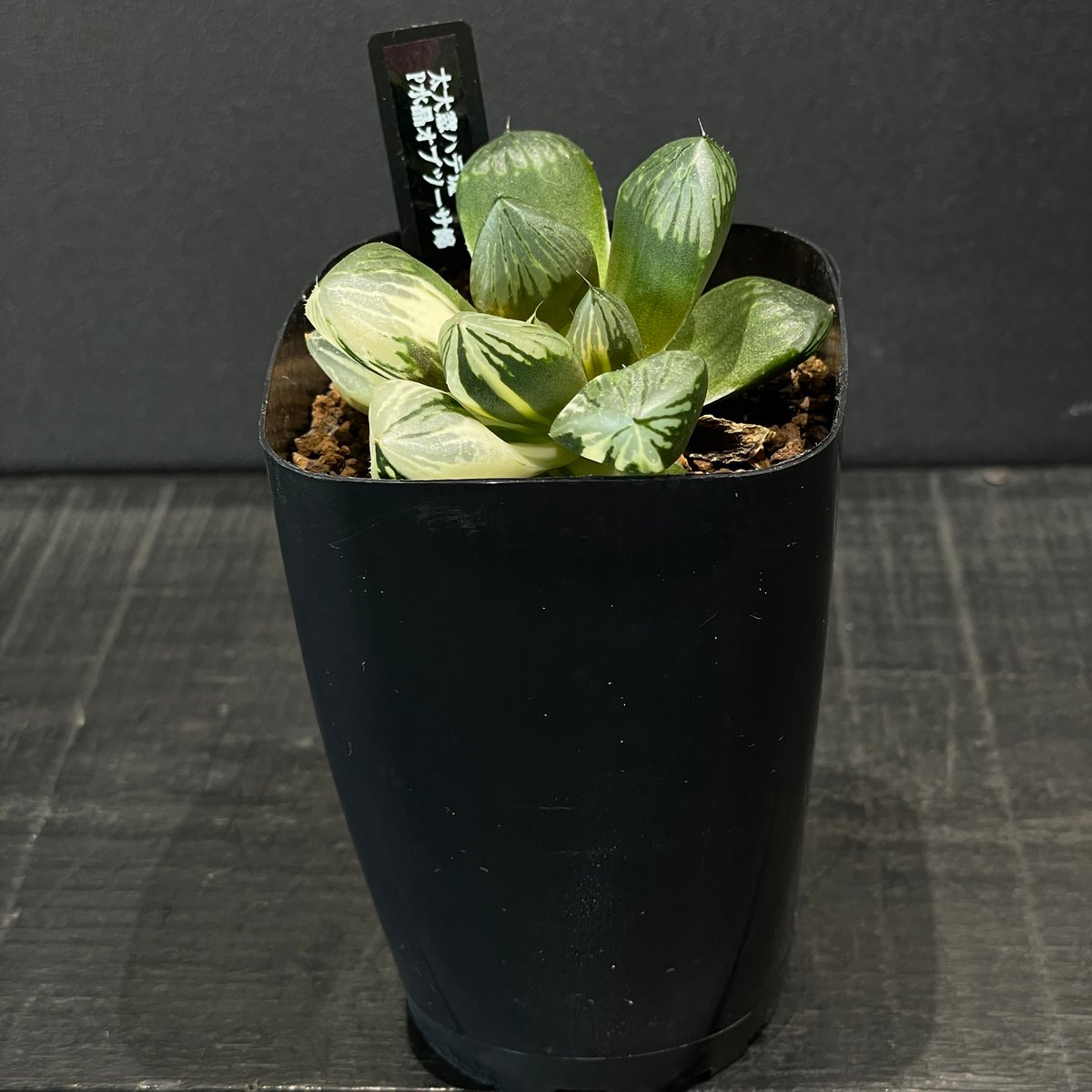 多肉植物　ハオルチア　オブツーサ 多肉植物 ハオルチア P水晶オブツーサ錦 × プラ鉢 | 最終的にサボテン