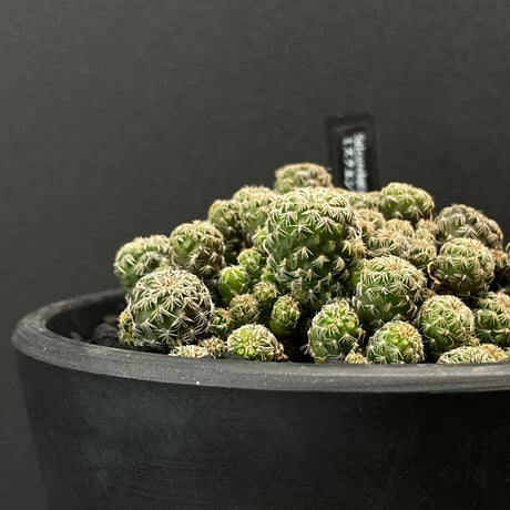 スカル鉢　モヒカン又はボンバータイプ◇ドライガーデン多肉サボテン　ユッカ　アガベ スカル鉢 モヒカン又はボンバータイプ◇ドライガーデン多肉サボテン