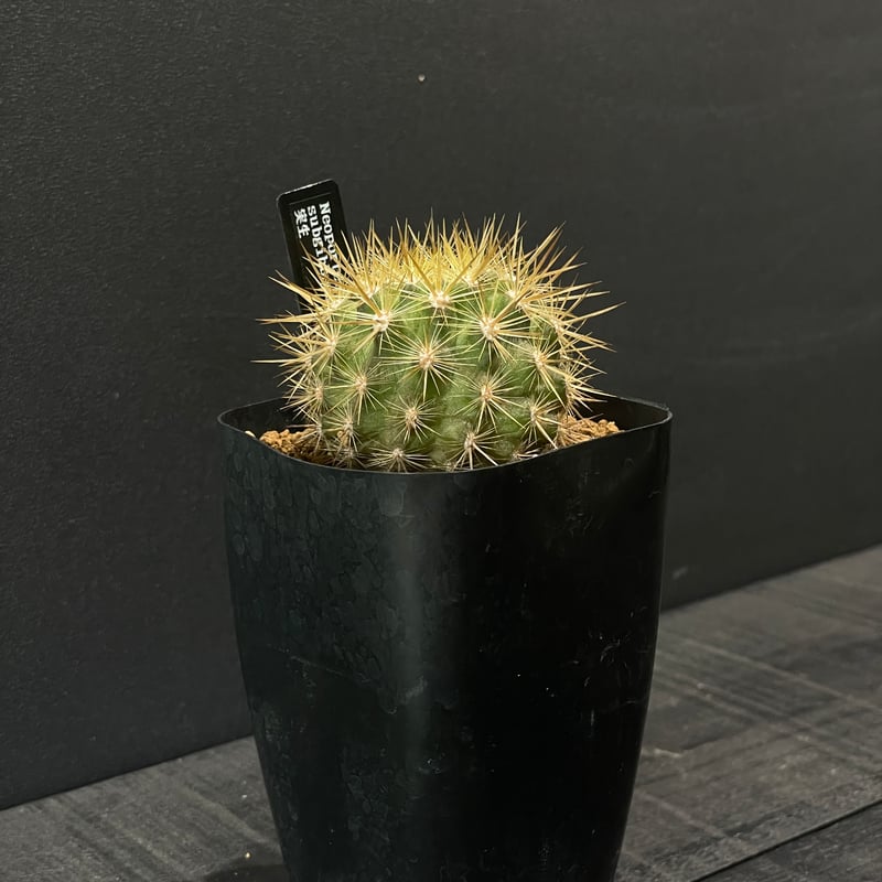 サボテン エリオシケ（旧ネオポルテリア) サブギボサ × プラ鉢 | 最終